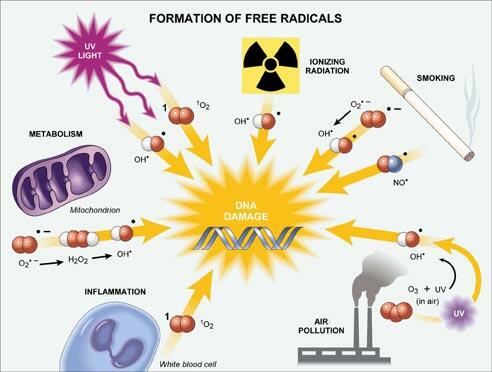 Free Radicals Formation