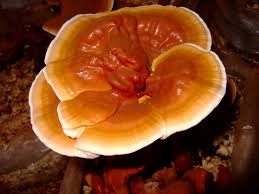 Reishi Mushroom Tincture